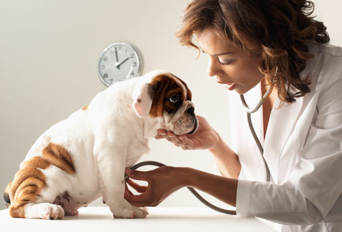 veterinarian-feature-image